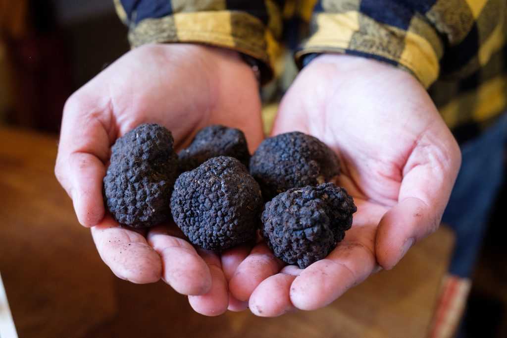 truffle in Siena